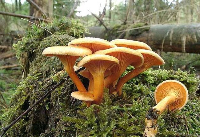 ложная лисичка фото и описание ложная лисичка фото и описание