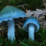 гриб Строфария сине-зеленая