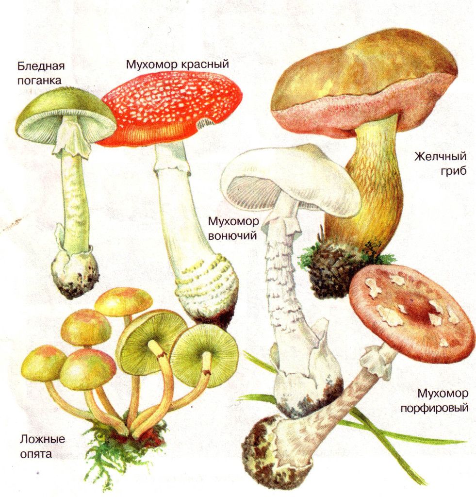 ядовитые грибы фото