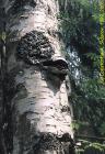 чага