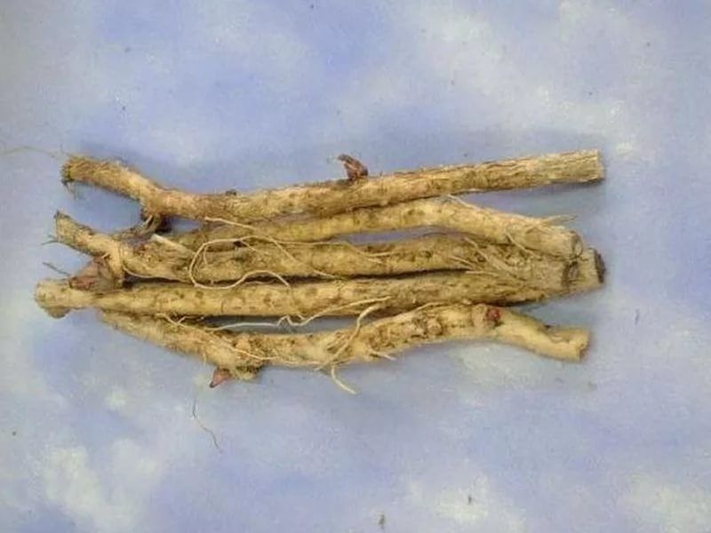 аралия маньчжурская корни