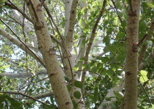 ����� e1364487159837 300x213 �����, �������� �������� �����