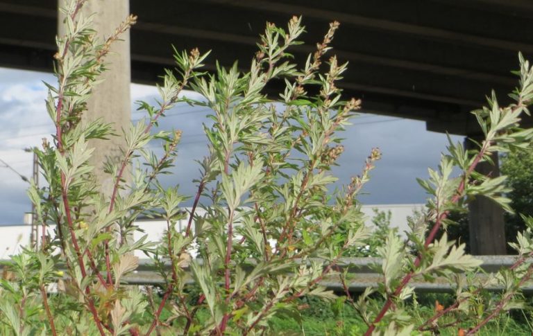 Полынь горькая - лечебные свойства и противопоказания. Применение в ...