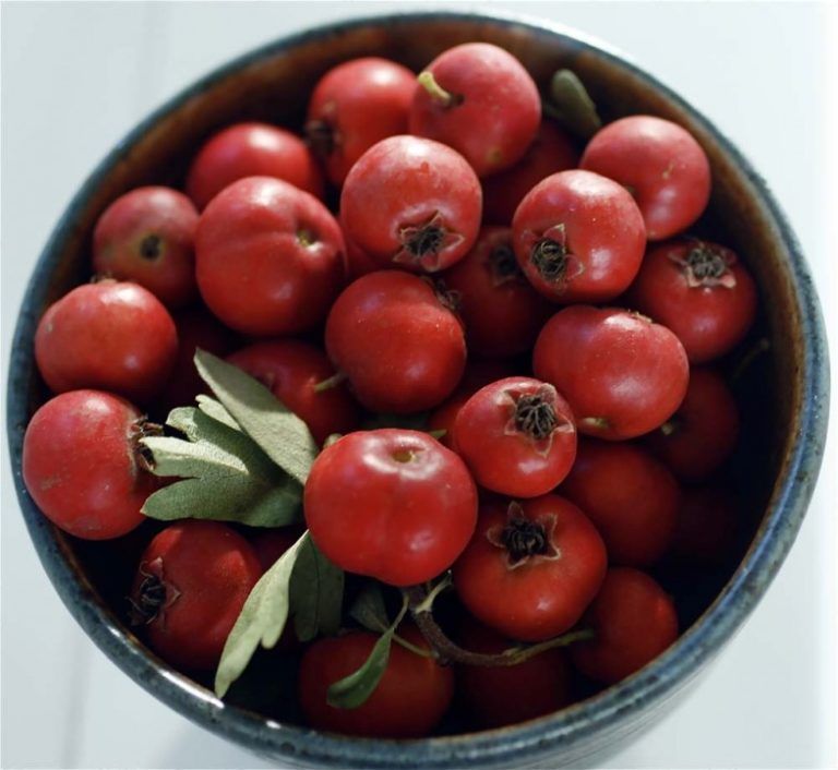 Боярышник и его лекарственные свойства. Применение и фото боярышника.