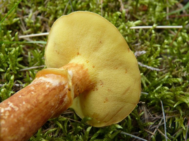 Suillus grevillei