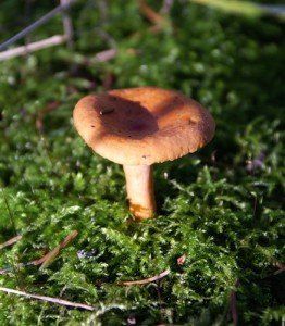 краснушка гриб фото