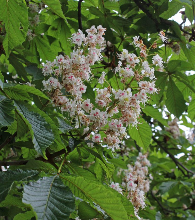 Конский каштан - лечебные свойства и противопоказания. Применение и ...