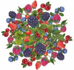 Карина ягода википедия
