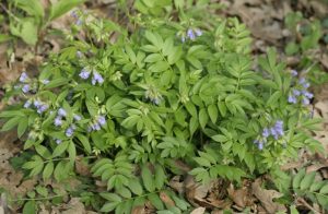 Синюха голубая - применение, противопоказания и фото синюхи голубой.