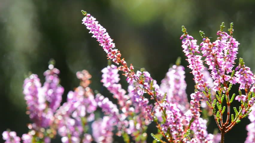 Р’РµС‚РєРё Calluna vulgaris