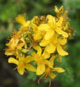 зверобой продырявленный