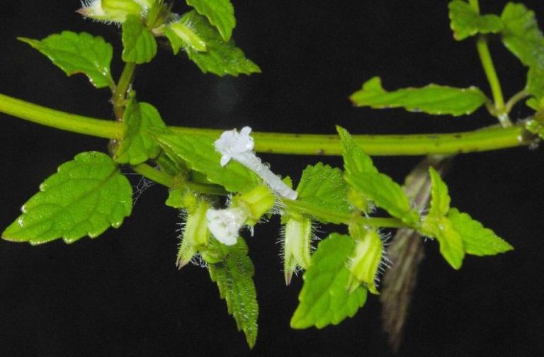 Мелисса лекарственная - показания для применения. Описание. Фото видов.