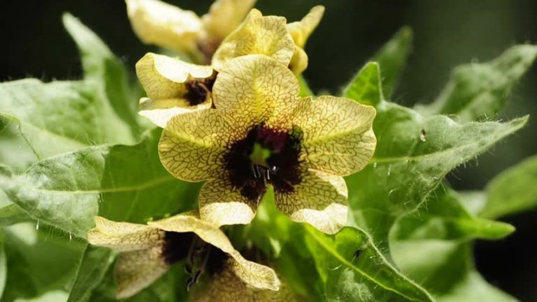 Белена черная - лечебные свойства растения и противопоказания, фото и ...