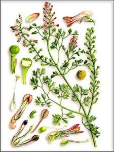 Дымянка аптечная (лекарственная) или дикая рута - фото, лечебные свойства