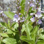 Вероника лекарственная