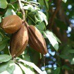 Какао, шоколадное дерево