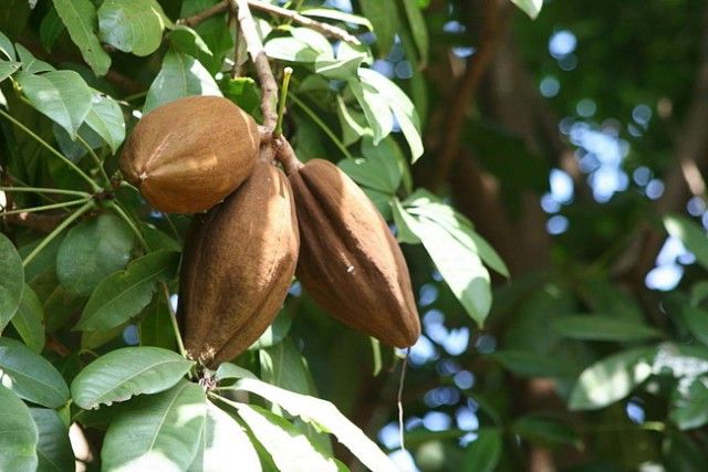 Какао, шоколадное дерево фото