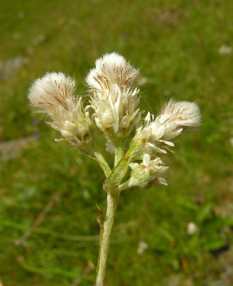 Кошачья лапка двудомная - лечебные свойства и противопоказания ...