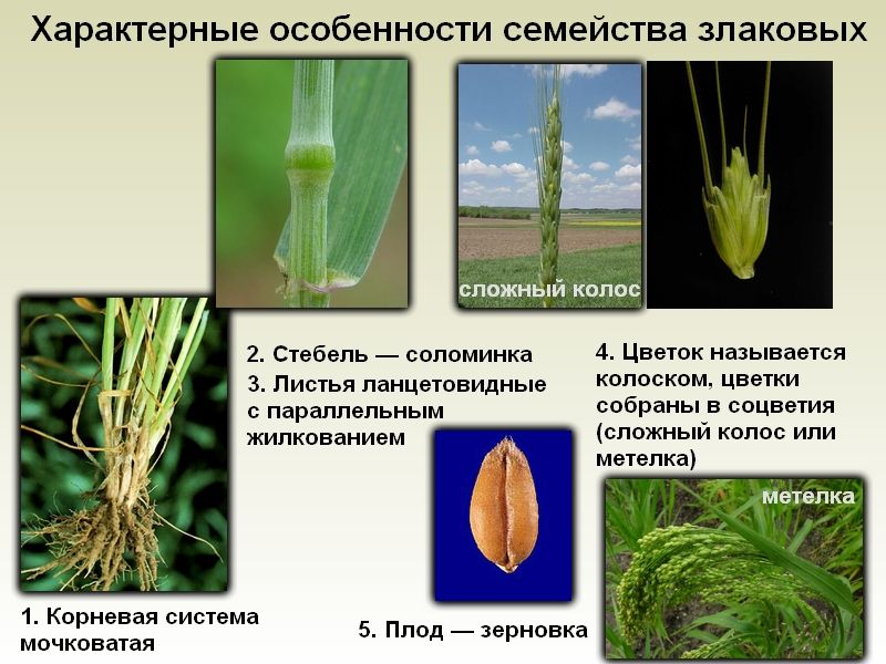 Семейство злаковые презентация