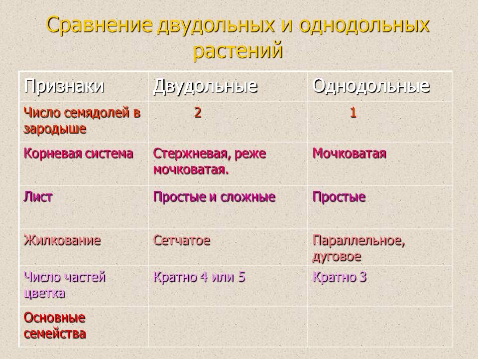 Статья: Сравнение однодольных и двудольных растений