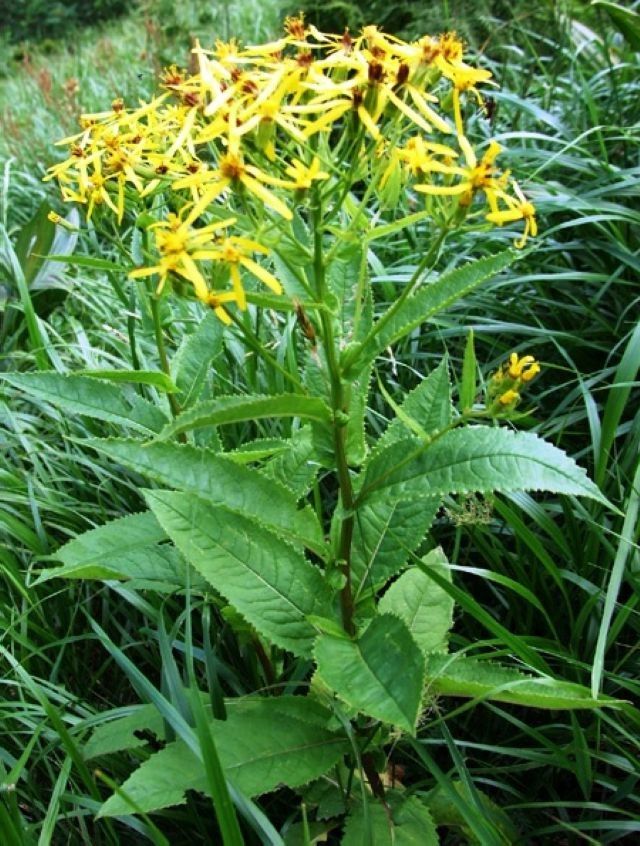 Крестовник обыкновенный - лечебные свойства и противопоказания ...