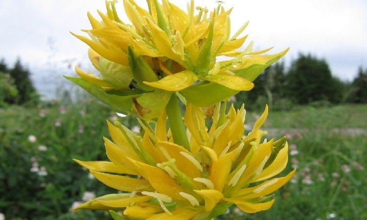 Горечавка желтая или горький корень - лечебные свойства и ...