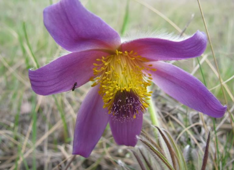 Прострел луговой (сон трава) - лечебные свойства и противопоказания ...
