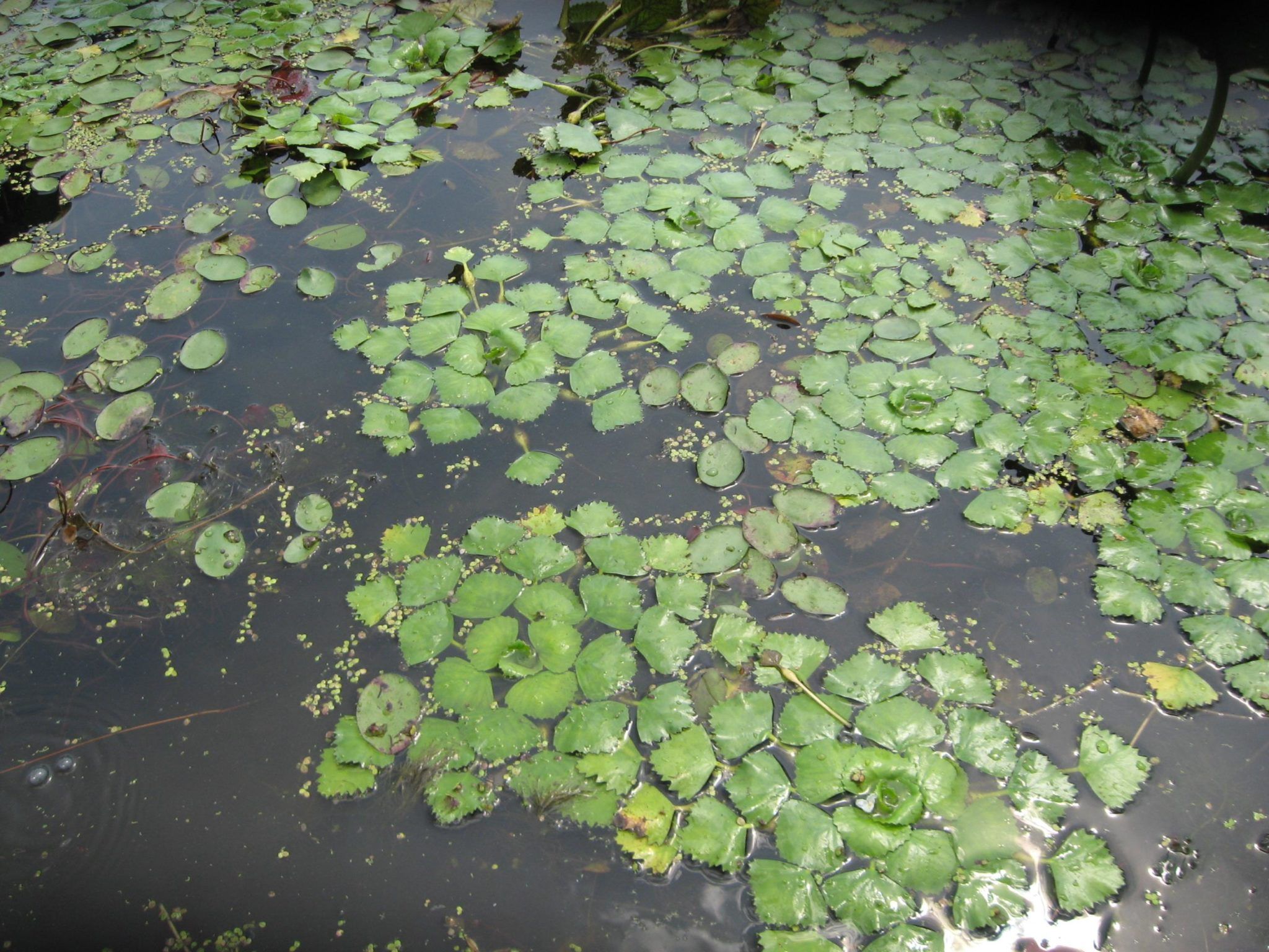 Водные растения рогульник