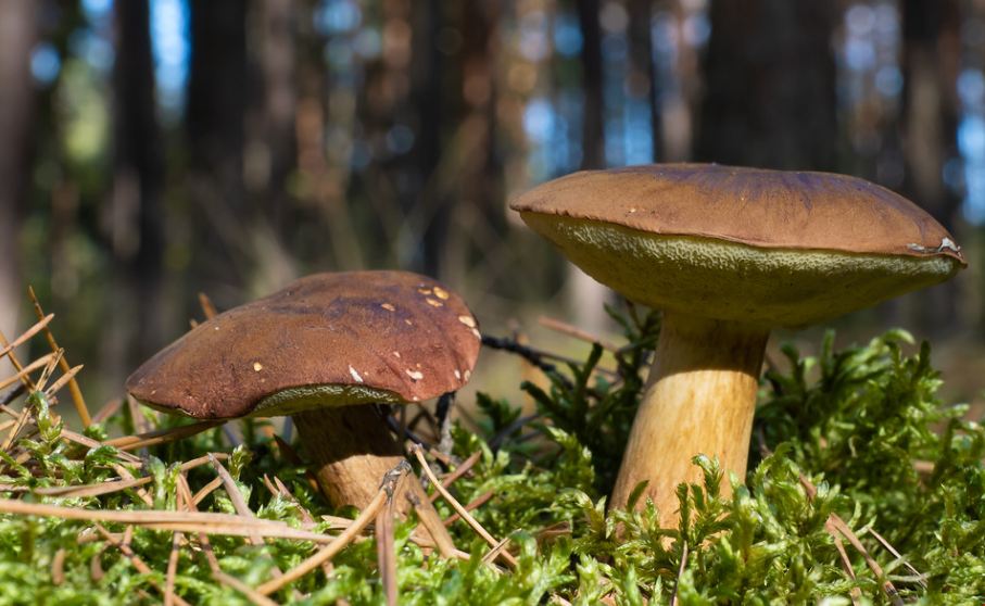 Польские грибы