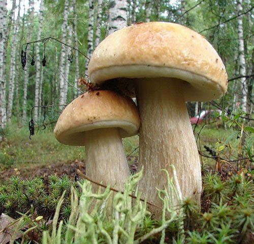 белый березовый гриб
