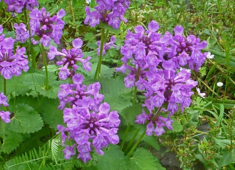Растение буквица лекарственная - фото, лечебные свойства, применение