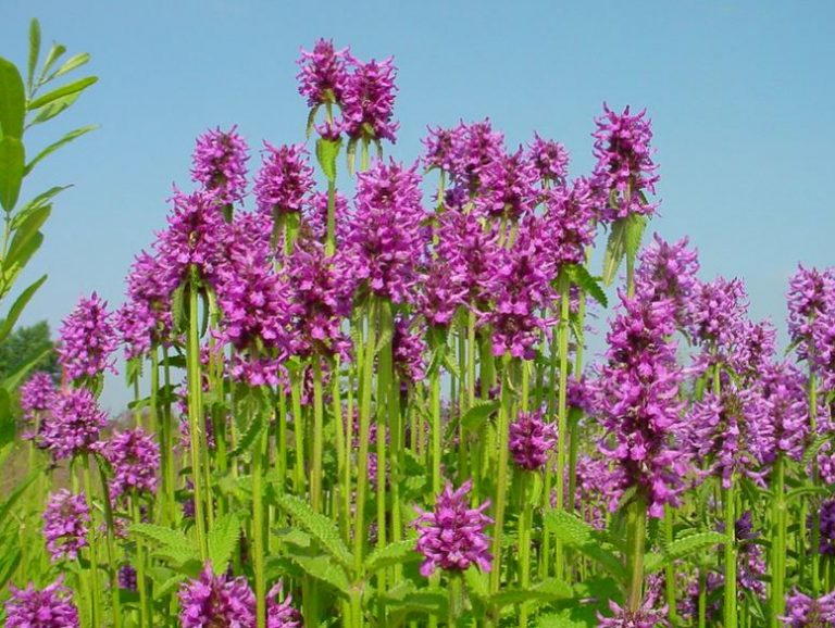 Растение буквица лекарственная - фото, лечебные свойства, применение
