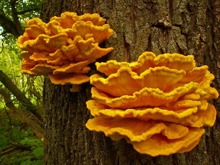 Трутовик серно-жёлтый | Лекарственные растения