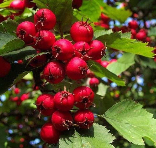 Hawthorn Siberian