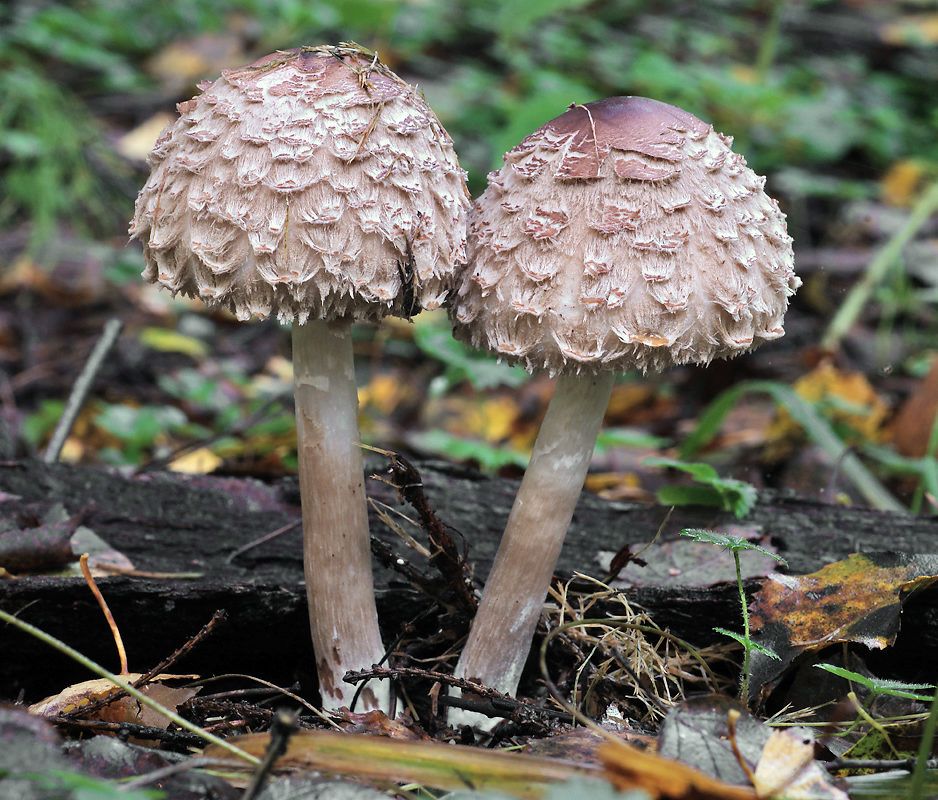 гриб мясисто-красноватый зонтик