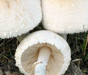 Macrolepiota excoriata