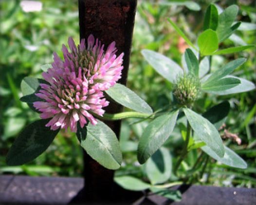 Клевер луговой - лечебные свойства и противопоказания, фото клевера ...