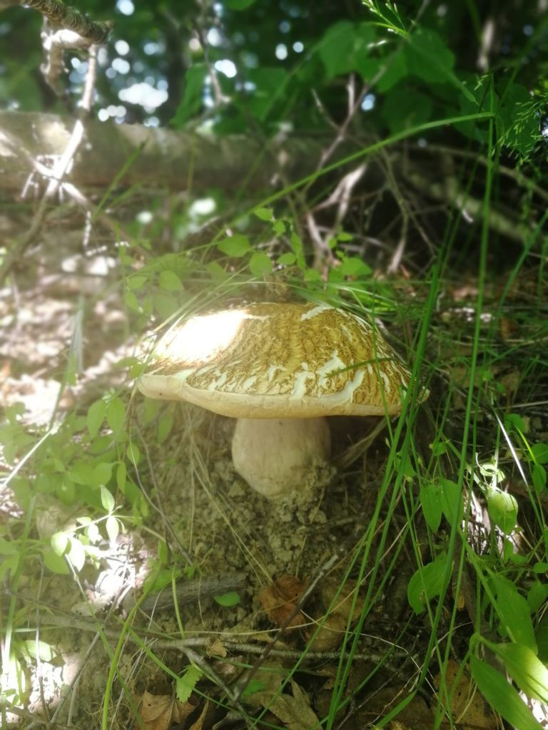 Фото грибов от Кладовой Леса