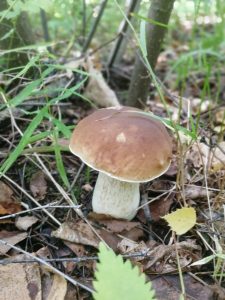белый гриб, боровик в лесу