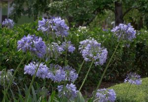 Агапа́нтус (Agapanthus)