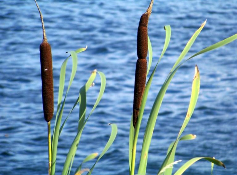 Рогоз - лечебные свойства и противопоказания. Рецепты народной медицины