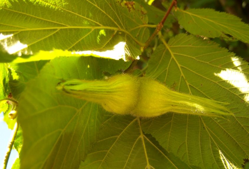 Лещина рогатая. Лещина разнолистная - Corylus heterophylla. Лещина рогатая (Corylus cornuta). Лещина Пендула. Лещина обыкновенная жизненная форма