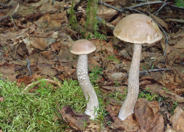 Подберезовик группа грибов. Leccinum scabrum подберезовик обыкновенный. Обабок розовеющий. Березовик розовеющий. Подберезовик розовеющий фото.