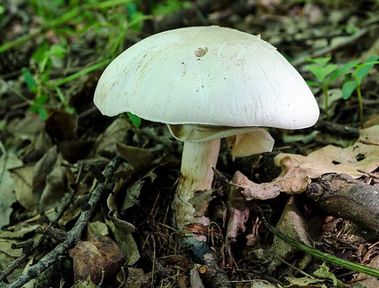 Ложный шампиньон или желтокожий (рыжеющий) - описание гриба ...