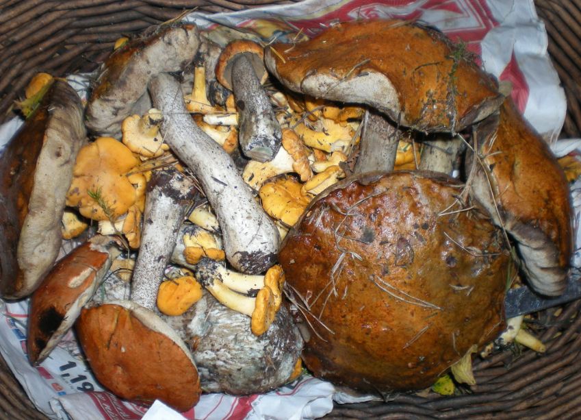 гриб желто-бурый  подосиновик 