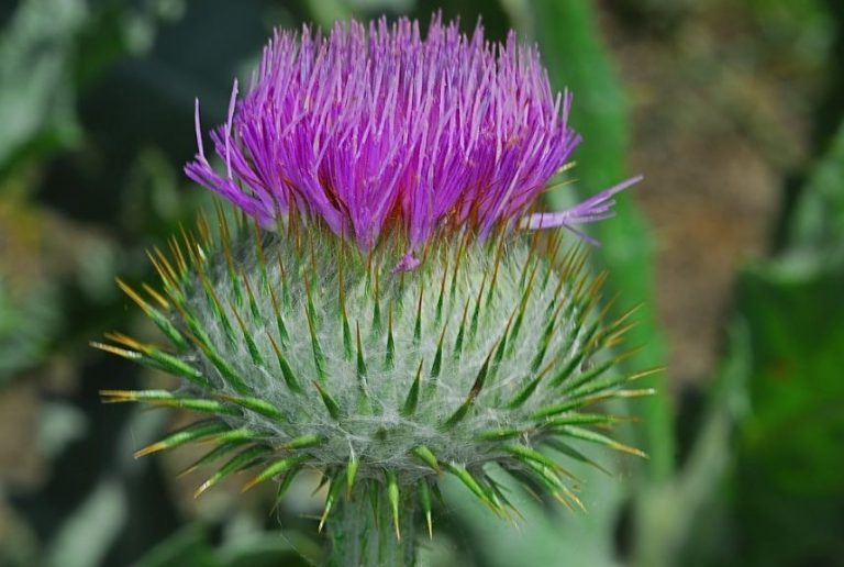 Татарник колючий - лекарственное растение широко применяемое в народной ...