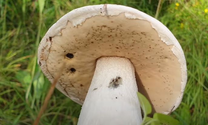 гриб белый подосиновик
