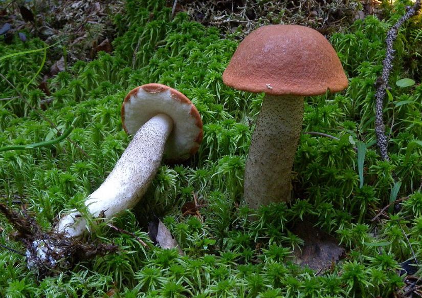 Подосиновик сосновый гриб