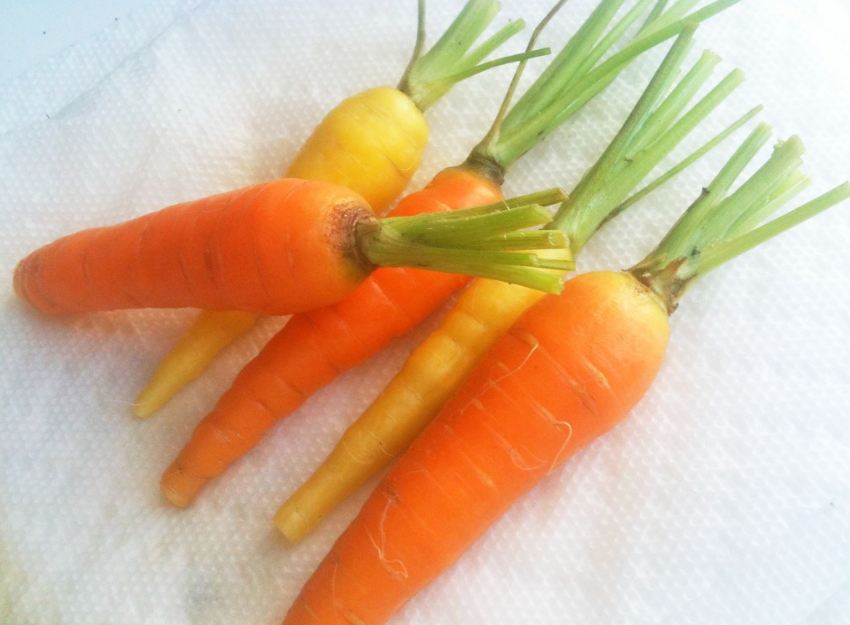 Применение моркови посевной