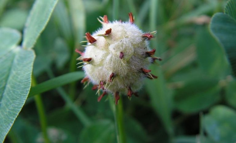 Клевер луговой - лечебные свойства и противопоказания, фото клевера ...